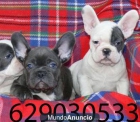 Bulldog Frances, garantía y pedigree por 360€ - mejor precio | unprecio.es