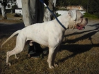 boxer blanco en adopcion (protectora) - mejor precio | unprecio.es