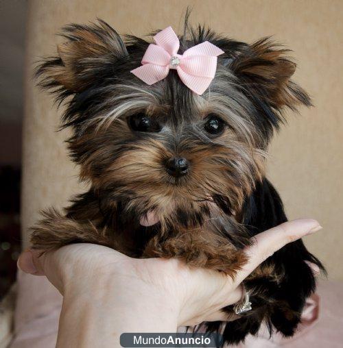 Cachorro yorkie femenino con Encanto en adopción
