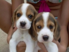 CACHORROS DE BEAGLE, 450 EUROS - mejor precio | unprecio.es