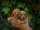 CACHORROS DE CANICHE TOY  y ENANO 550/450 - mejor precio | unprecio.es