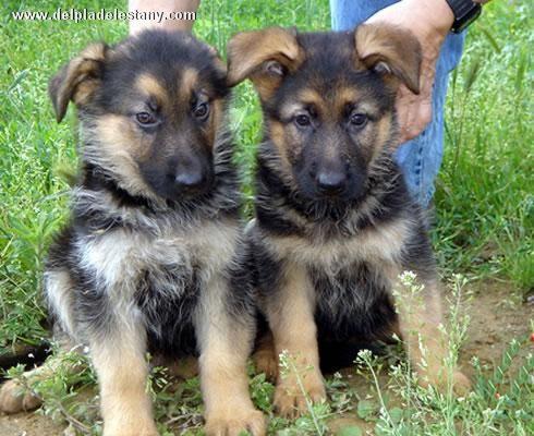 Excelentes cachorros de Pastor Aleman y otras razas