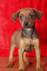 Pinscher Miniatura, cachorros - mejor precio | unprecio.es