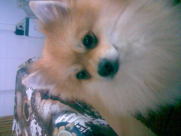 pomeranias-spitz aleman(enano)