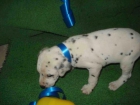 PRECIOSOS CACHORROS DE DALMATA - mejor precio | unprecio.es