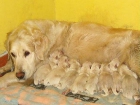 Quieres el mejor perro?Yo te lo presento - mejor precio | unprecio.es