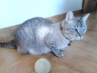Se regala precioso gatito! - mejor precio | unprecio.es