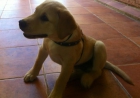 Vendo perro LABRADOR color canela, 2 meses y medio - mejor precio | unprecio.es