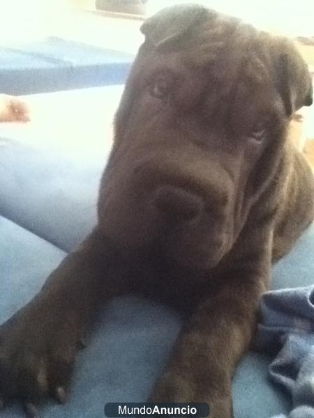 VENDO SHAR