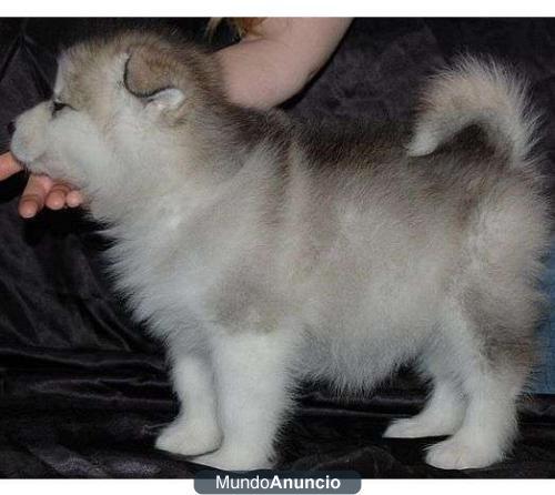 Alaska Malamute hermosos cachorros registrados.