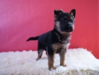Cachorros de calidad Pastor Aleman linea de belleza - mejor precio | unprecio.es