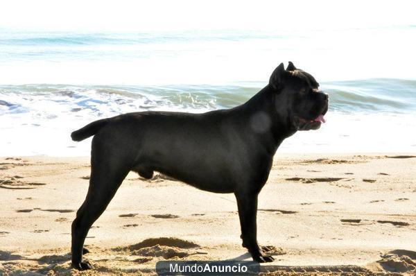 Cane corsos de calidad