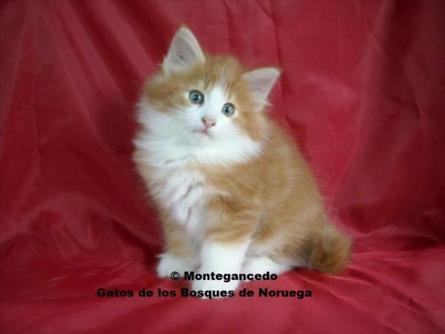 Gatitos bosque de noruega - garantia y pedigree