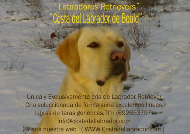 Labradores Retrievers ( Costa del Labrador de Bould )