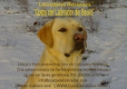 Labradores Retrievers ( Costa del Labrador de Bould ) - mejor precio | unprecio.es