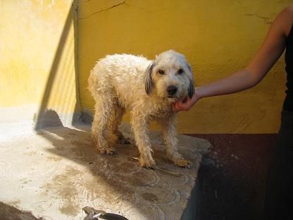 Oliver, cruce perro de aguas de 1,5 años