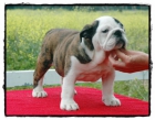 Preciosas cachorras bulldog ingles atigadas " Pedigree nacional" - mejor precio | unprecio.es