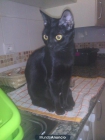 Regalo preciosa gatita negra - mejor precio | unprecio.es