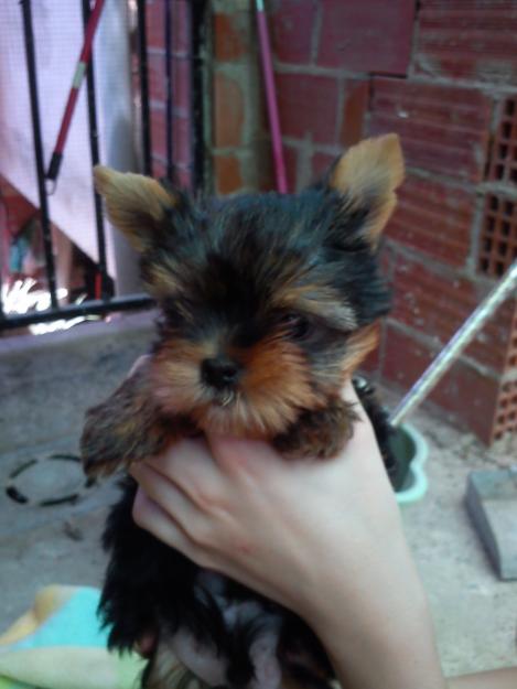 Vendo cachorro yorsai macho de un mes (el mas pequeño de la camada)