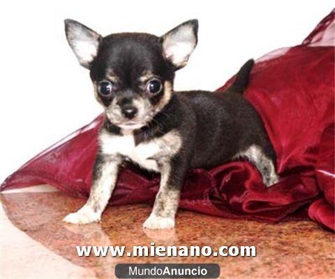 VENTA DE CACHORROS CHIHUAHUA