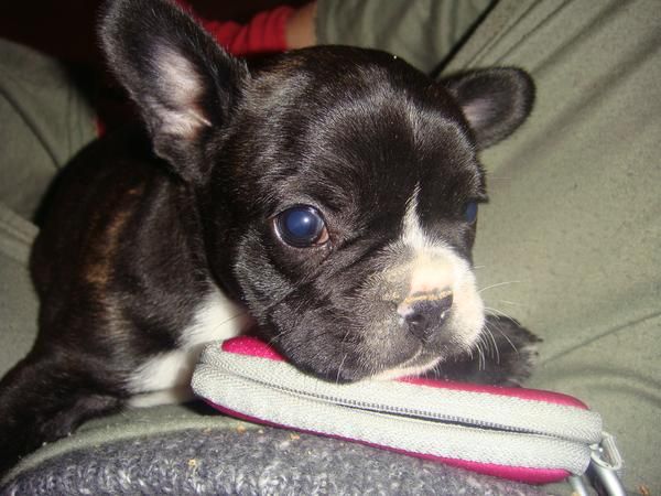 bulldog frances macho