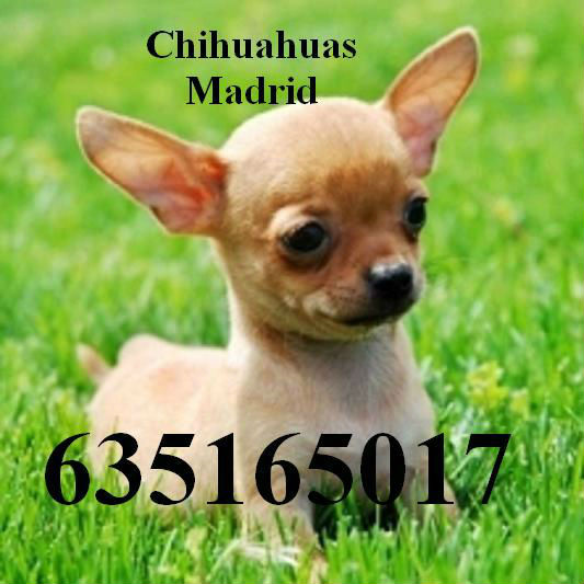 Chihuahuas miniaturas Madrid