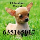 Chihuahuas miniaturas Madrid - mejor precio | unprecio.es