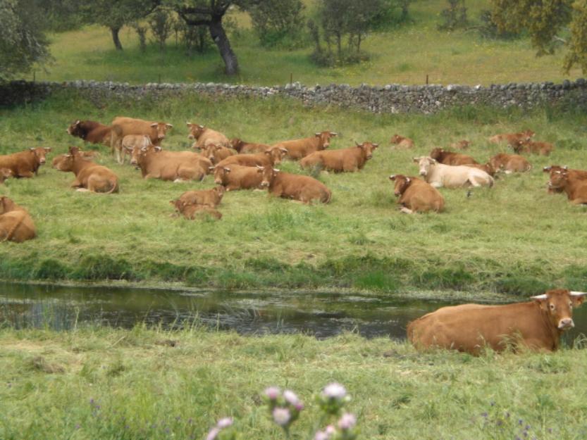 CORDOBA Venta de terrenos, fincas de lujo, fincas ganaderas, de caza, de recro, etc