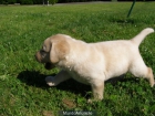 EXCELENTES CACHORROS DE LABRADOR RETRIEVER - mejor precio | unprecio.es