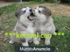 Fantasticos cachorros de Alaska Malamute - mejor precio | unprecio.es