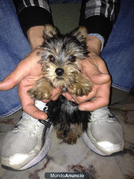 SE VENDE YORKSHIRE PRECIOSO DE UN MES DE VIDA!!!