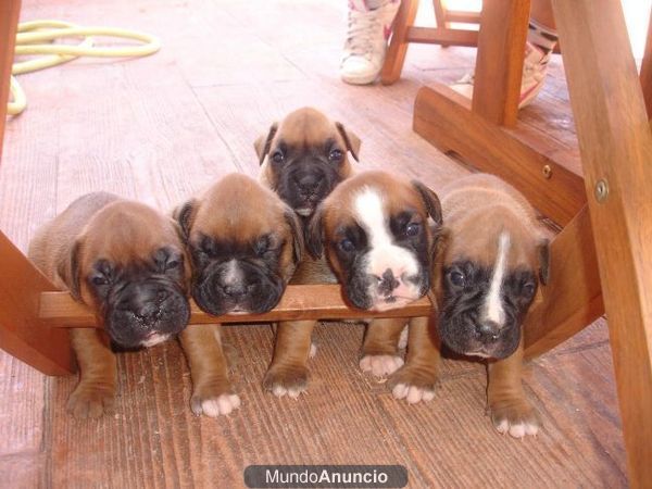 Ultimo cachorro de boxer hembra oferta 150 trato en mano
