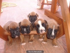 Ultimo cachorro de boxer hembra oferta 150 trato en mano - mejor precio | unprecio.es