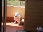 vendo hembra de bulldog ingles por no poder atender - mejor precio | unprecio.es