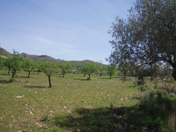 VENDO TERRENO EN TABERNAS  Y  UNA CASA EN EL EJIDO NUEVA CON REGALO ZODIAC