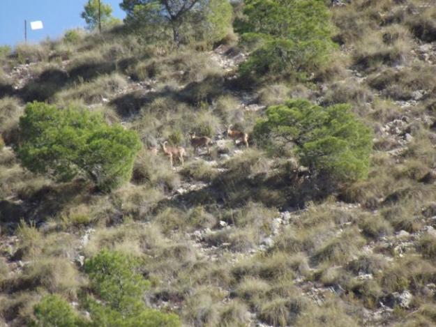 Venta de finca con coto de caza mayor y menor