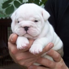 [+] CACHORROS DE BULLDOG INGLES , MACHOS & HEMBRAS - mejor precio | unprecio.es