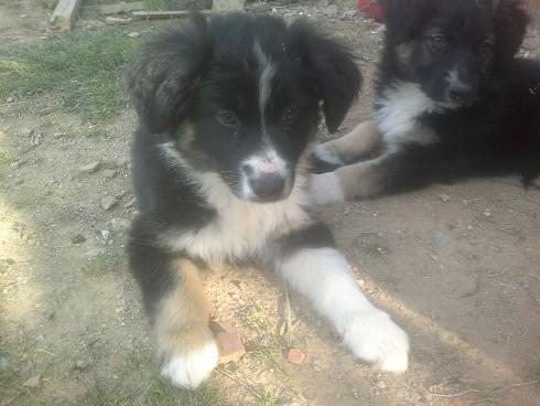 BORDER COLLIE