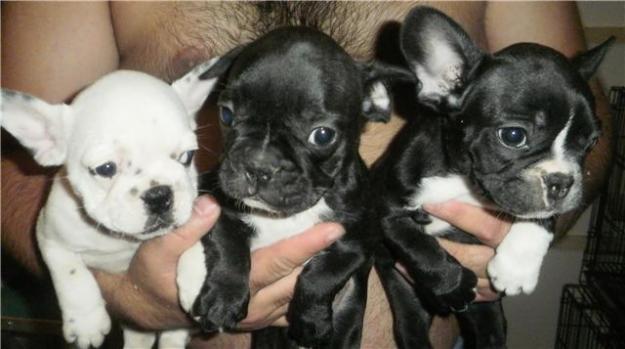 Cachorros bulldog frances!! lo mando a toda españa mrw