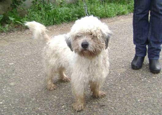 Lucas, cruce de caniche-grifón 10 meses. adopción o acogida!