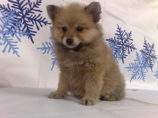 LULU DE POMERANIA CON DOS MESES 550 EUROS