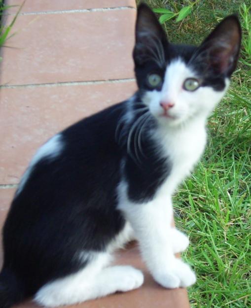 Regalo Gatitos