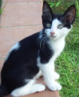 Regalo Gatitos - mejor precio | unprecio.es