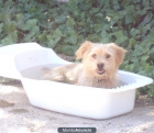 SAM, peludete rubio de 3 años en adopción - mejor precio | unprecio.es