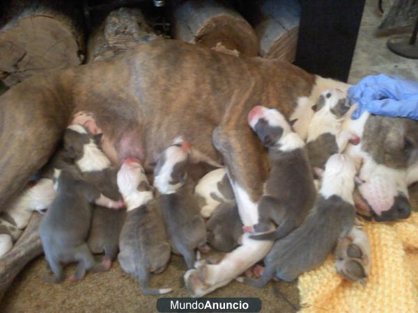 se venden american staffordshire terrier