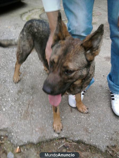se venden perros lobos