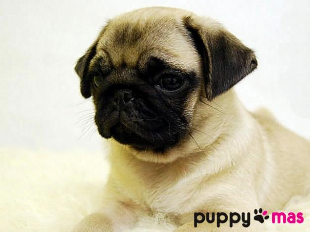 Adorable camada de Carlino (Pug)