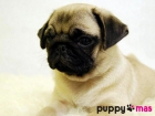 Adorable camada de Carlino (Pug) - mejor precio | unprecio.es