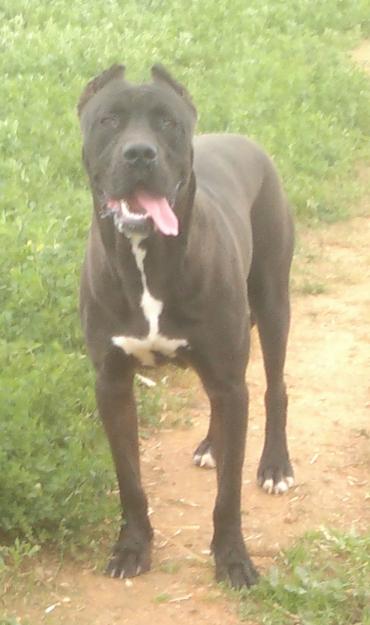 Bandog