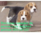 Beagle muy bonitos - mejor precio | unprecio.es